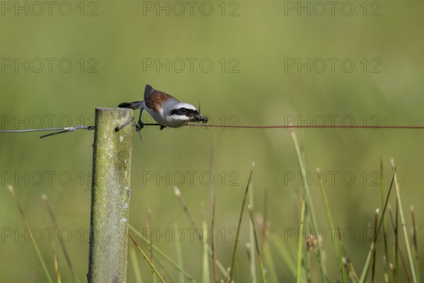 Red-backed shrike (Lanius collurio), Emsland, Lower Saxony, Germany