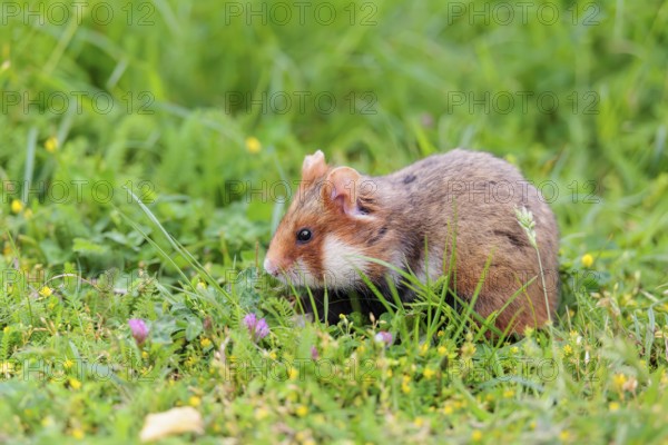 A European hamster (Cricetus cricetus) collects herbs, grass and daisies in a fresh green meadow