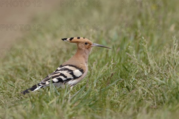 By the wayside... Hoopoe (Upupa epops) sitting on the ground in the grass looking for food, widespread striking characteristic bird with conspicuous feather cap and black and white plumage markings, native nature, Illmitz, Lake Neusiedl, Burgenland, Austria, Central Europe
