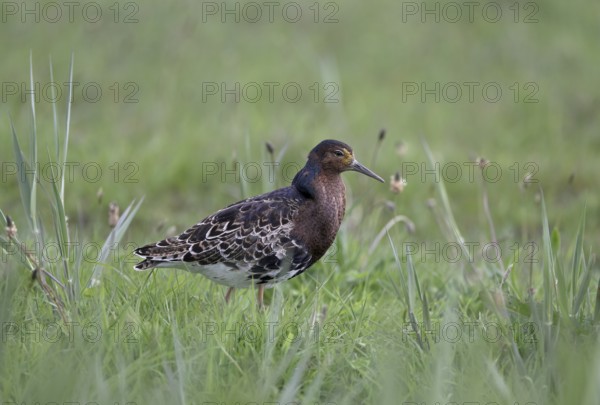 Ruff (Philomachus pugnax) in a meadow, Texel, North Holland, Netherlands