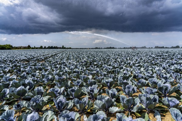 Agriculture, artificial irrigation of a field, irrigation system, cabbage cultivation, red cabbage, near Kempen on the Lower Rhine, North Rhine-Westphalia, Germany