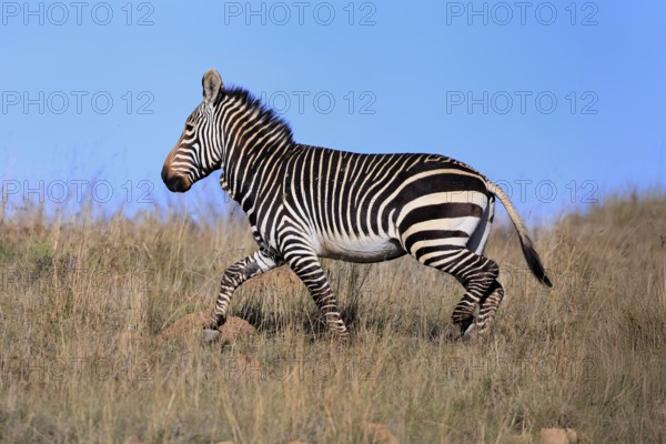 Cape Mountain Zebra (Equus zebra zebra), adult, running, foraging, Mountain Zebra National Park, Eastern Cape, South Africa