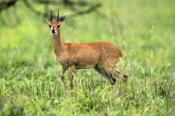 Steenbok (Raphicerus campestris), adult, male, foraging, vigilant, dwarf antelope, Kruger, Kruger National Park, South Africa