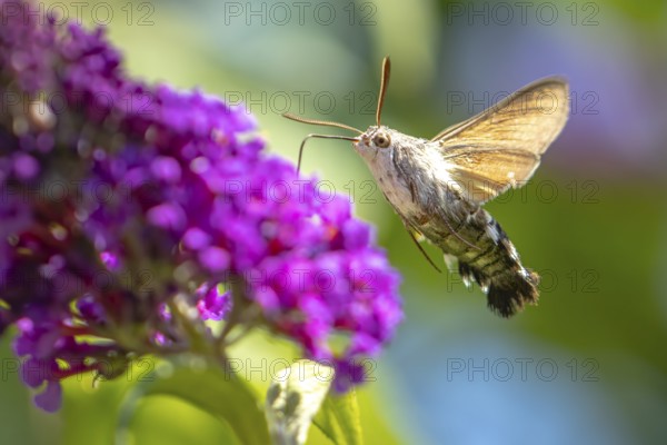 Dove tail (Macroglossum stellatarum) drinking from flowers of the summer lilac (Buddleja davidii), Ternitz, Lower Austria, Austria