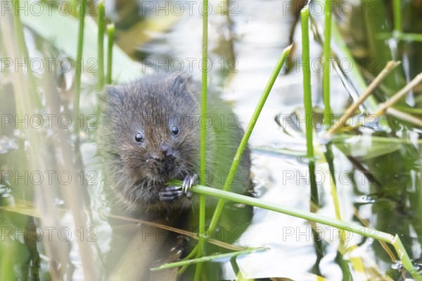 Water vole (Arvicola amphibius) adult animal feeding on a reed plant stem in a pond, England, United Kingdom