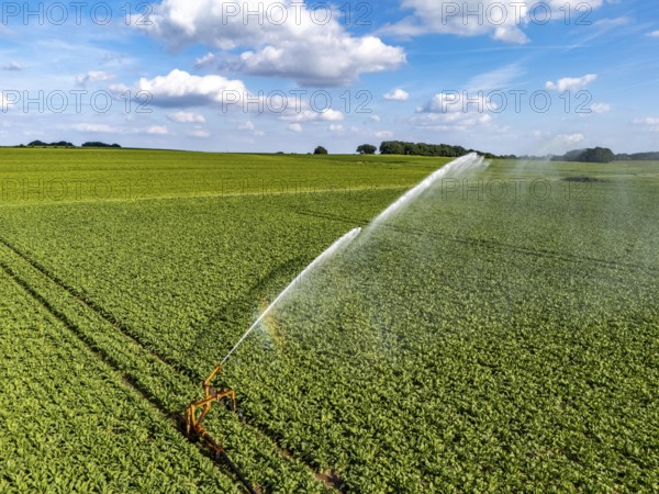 Artificial irrigation with a sprinkler system in a field where sugar beet is grown, near Rheurdt, on the Lower Rhine, North Rhine-Westphalia, Germany