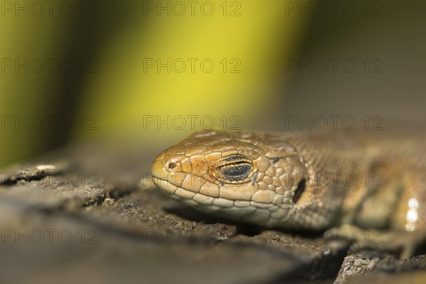 Common lizard (Zootoca vivipara) adult reptile sleeping on a wooden sleeper, England, United Kingdom