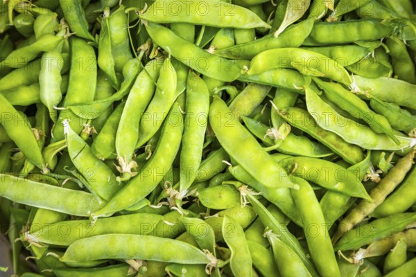 Close-up of freshly harvested green pea pods (Pisum sativum)