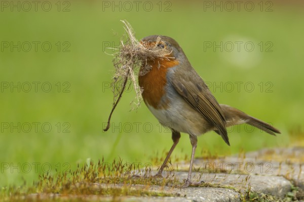 European robin (Erithacus rubecula) adult bird in an urban garden with nesting material in its beak in springtime, England, United Kingdom
