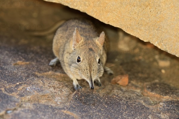 Short-eared elephant shrew (Macroscelides probosideus), adult, foraging, Mountain Zebra National Park, Eastern Cape, South Africa