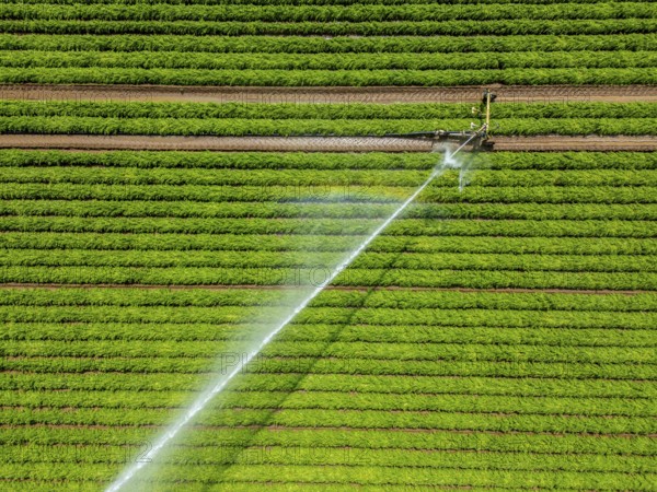Artificial irrigation with a sprinkler system in a field where carrots are grown, near Kerken, on the Lower Rhine, North Rhine-Westphalia, Germany