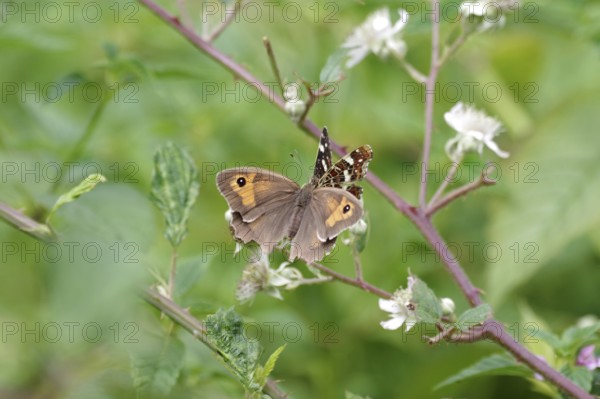 Meadow Brown (Maniola jurtina), Land carrot (Araschnia levana), two, flower, nectar, Two different butterflies sitting together on a plant