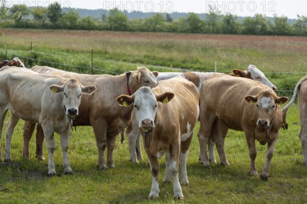 A group of cows stands on a green pasture with trees in the background, Prerow, Mecklenburg-Vorpommern, Germany