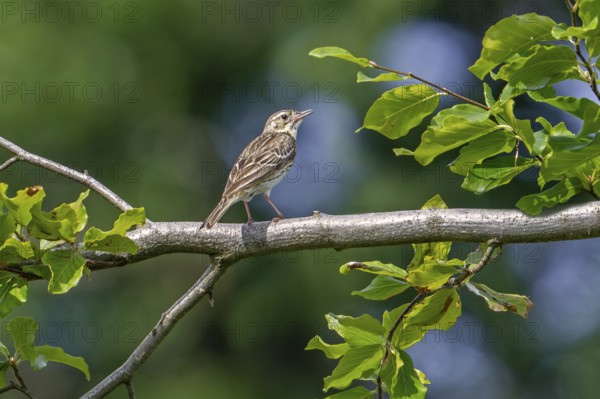 Tree pipit (Anthus trivialis, Alauda trivialis) perched in tree at open woodland in late spring, early summer