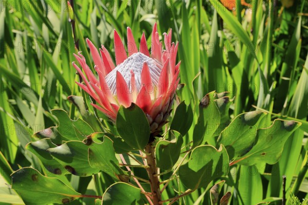 King Protea (Protea cynaroides), flower, flowering, flower, in spring, Kirstenbosch Botanical Gardens, Cape Town, South Africa