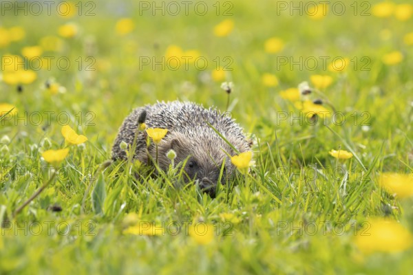 European hedgehog (Erinaceus europaeus) adult animal in a spring time meadow with flowering Buttercups, Suffolk, England, United Kingdom
