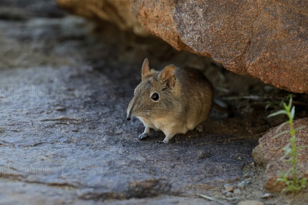 Short-eared elephant shrew (Macroscelides probosideus), adult, foraging, Mountain Zebra National Park, Eastern Cape, South Africa