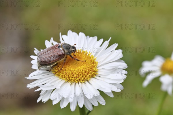 Cockchafer, field cockchafer (Melolontha melolontha), female on a flower of a daisy (Leucanthemum vulgare), Wilnsdorf, North Rhine-Westphalia, Germany