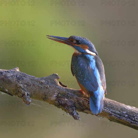After the work is done... Kingfisher (Alcedo atthis), female sits with dirty beak on a branch, resting, looking for food after digging her nest tube, breeding den, Lower Rhine, Rhineland, North Rhine-Westphalia, Germany, Western Europe