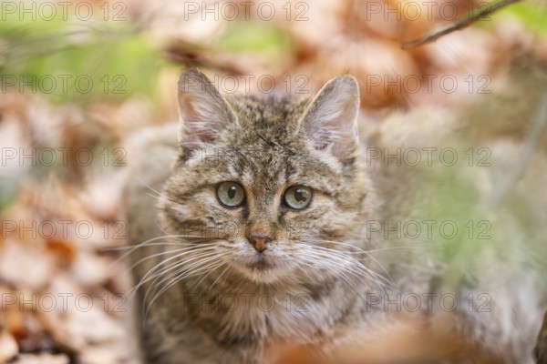 European wildcat (Felis silvestris silvestris) in a forest in autumn, portrait, Bavaria, Germany