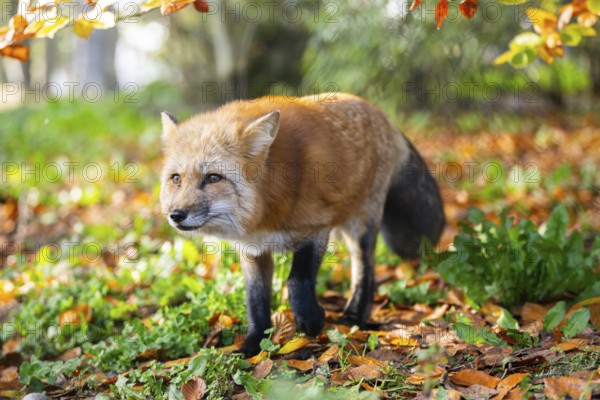 Red fox (Vulpes vulpes) walking in a forest in autumn, Bavaria, Germany