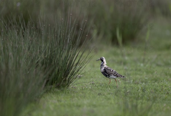 Ruff (Philomachus pugnax) in a meadow, Texel, North Holland, Netherlands