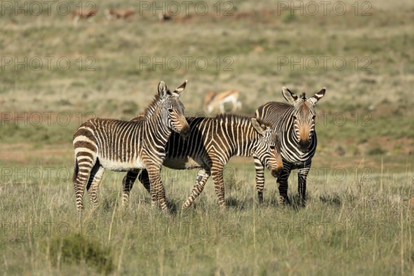 Cape Mountain Zebra (Equus zebra zebra), adult, three, group, social behaviour, foraging, Mountain Zebra National Park, Eastern Cape, South Africa