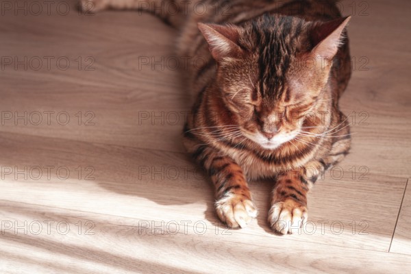 Bengal cat relaxing in sunlit room, highlighting unique fur patterns and playful demeanor on wooden floor