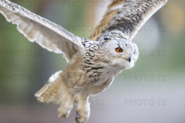 Siberian eagle-owl (Bubo bubo sibiricus) flying, autumn, Bavaria, Germany
