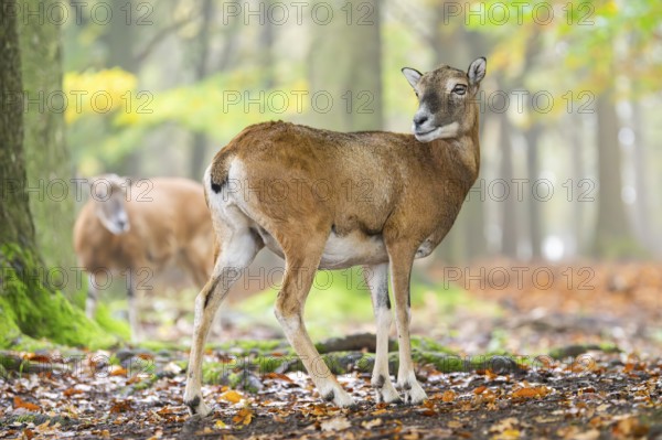 European mouflon (Ovis aries musimon) sheep (female) standing in a forest in autumn, Bavaria, Germany