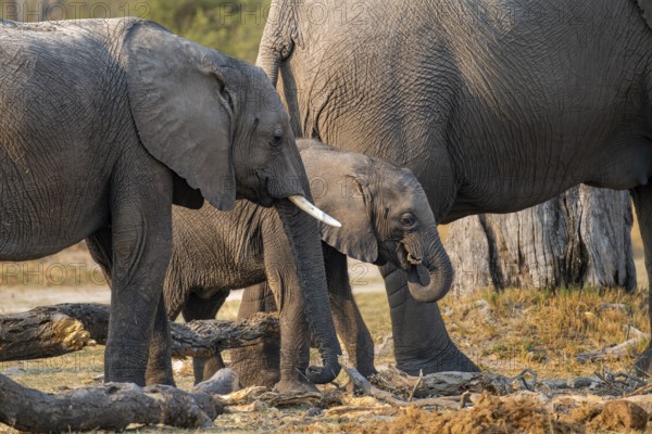 African elephant (Loxodonta africana), young with mother looking for food, Okavango Delta, Moremi Game Reserve, Botswana