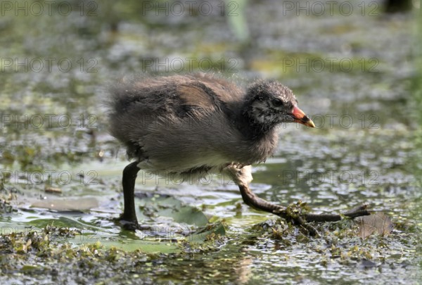 Green-footed moorhen (Gallinula chloropus), chick running over water plants, Lower Rhine, North Rhine-Westphalia, Germany