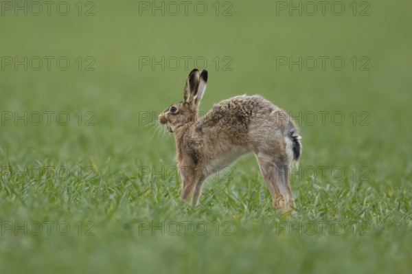 European brown hare (Lepus europaeus) adult animal exercising in a farmland cereal field in springtime, England, United Kingdom
