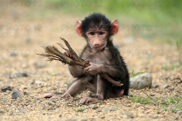 Bear baboon, chacma baboon (Papio ursinus), young, baby, sitting on ground, fragile, foraging, playing, Kruger, Kruger National Park, South Africa