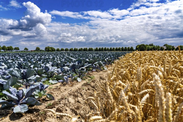 Agriculture, fields, wheat on the right, cabbage cultivation on the left, red cabbage, near Kempen on the Lower Rhine, North Rhine-Westphalia, Germany