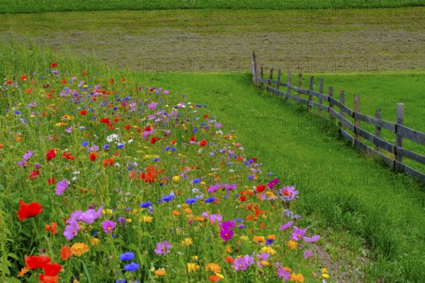 Wildflower meadow, Sesto, Dolomites, Val Pusteria, South Tyrol, Italy