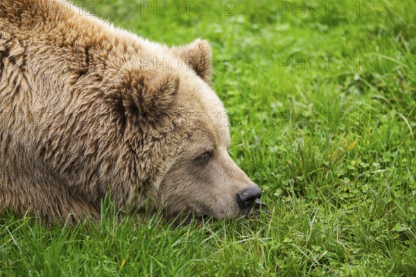 Eurasian Brown Bear (Ursus arctos arctos) lying on a meadow, portrait, Bavaria, Germany
