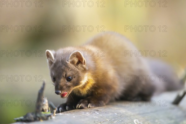 European pine marten (Martes martes) in a forest in autumn, Bavaria, Germany