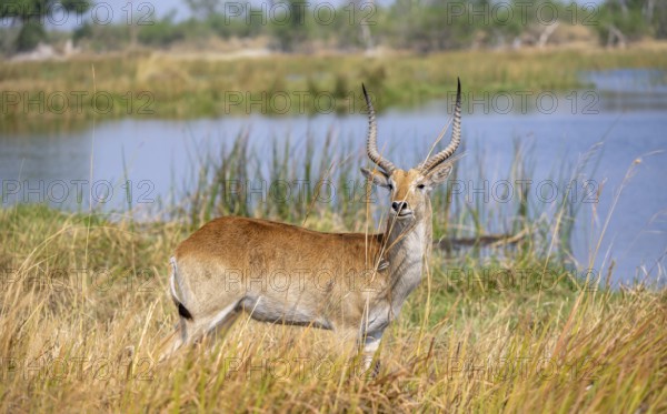 Letschwe or lychee moor antelope (Kobus leche), Okavango Delta, Moremi Game Reserve, Botswana