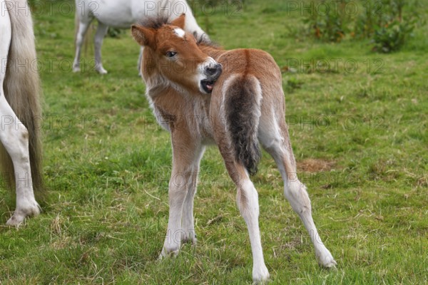 Young Icelandic stallion (Equus islandicus), foal itching its coat in a meadow, colt, male, animal child, Schleswig-Holstein, Germany