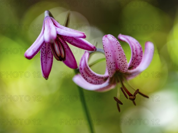 Turk's cap lily (Lilium martagon), Jenner, Berchtesgaden National Park, Schönau am Königssee, Berchtesgadener Land, Upper Bavaria, Bavaria, Germany