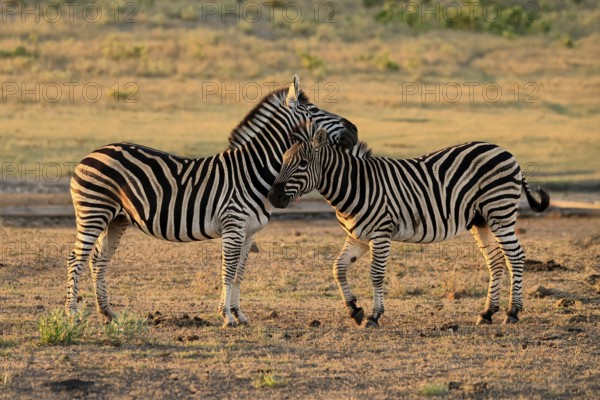 Burchell's zebra (Equus quagga burchelli), Burchell's zebra, adult, two animals, pair, social behaviour, Kruger, Kruger National Park, South Africa
