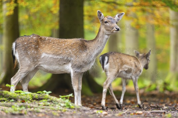 European fallow deer (dama dama) doe standing in a forest on a foggy day in autumn, Bavaria, Germany