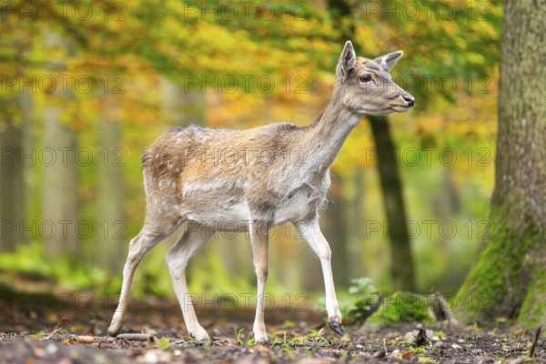 European fallow deer (dama dama) doe walking in a forest on a foggy day in autumn, Bavaria, Germany