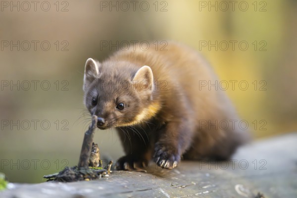 European pine marten (Martes martes) in a forest in autumn, Bavaria, Germany