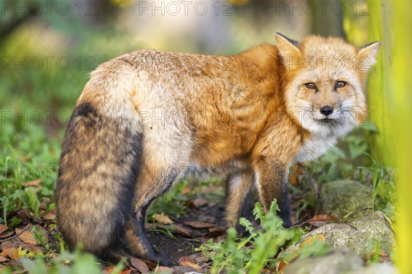 Red fox (Vulpes vulpes) standing in a forest in autumn, Bavaria, Germany