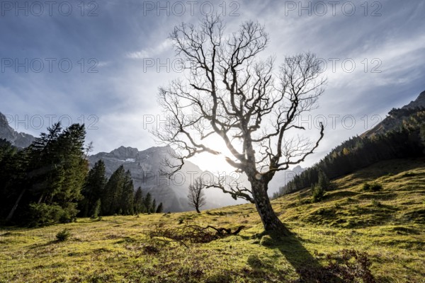 Sycamore without leaves in autumn with sun star, Großer Ahornboden in autumn, behind rocky mountain peaks with Spritzkarspitze, Rißtal in the Eng, Karwendel, Tyrol, Austria