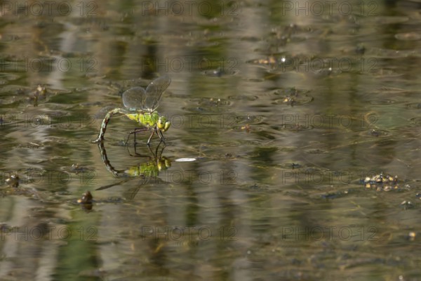 Emperor dragonfly (Anax imperator) adult female insect laying eggs in a pond in summer, England, United Kingdom