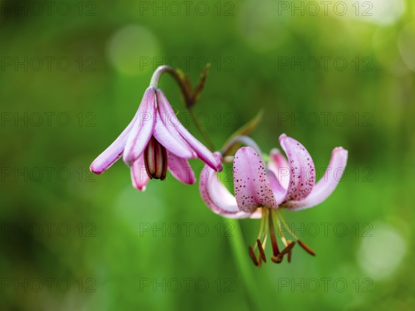 Turk's cap lily (Lilium martagon), Jenner, Berchtesgaden National Park, Schönau am Königssee, Berchtesgadener Land, Upper Bavaria, Bavaria, Germany