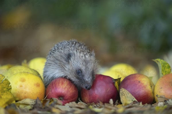 European hedgehog (Erinaceus europaeus) adult animal amongst fallen apples on a garden lawn, Suffolk, England, United Kingdom